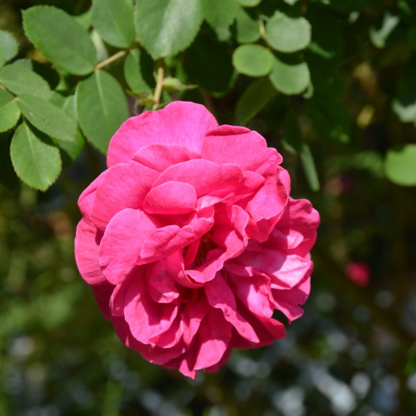 Cerise Bouquet