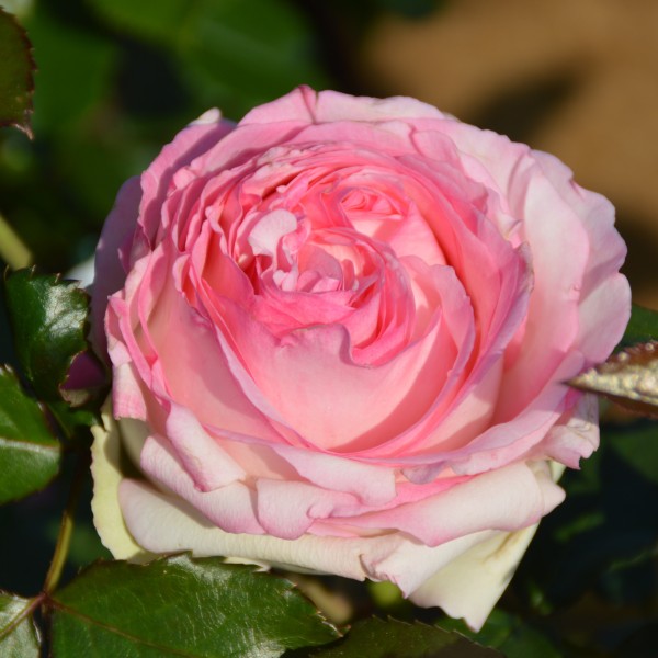 Eden Rose 85/ Pierre de Rosard