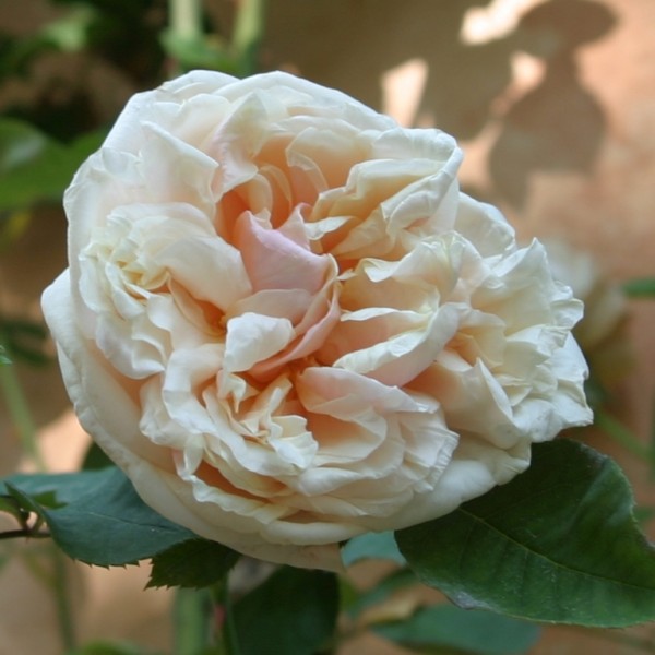 Rose-Gloire-de-Dijon-Englische-Rosen-1