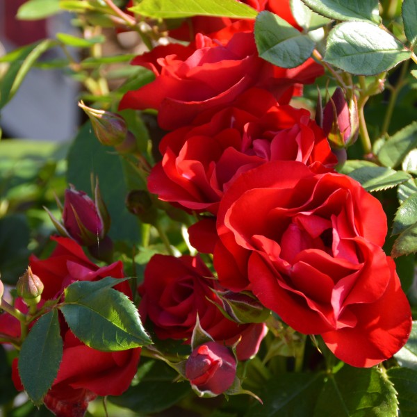 Black Forest Rose