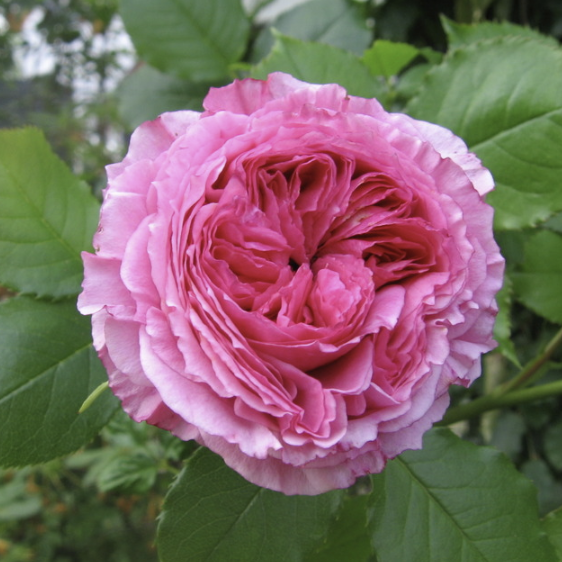 Madame Pompadour