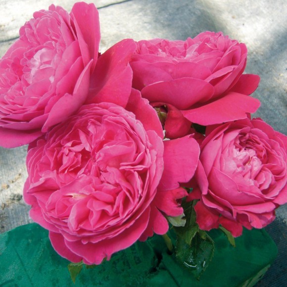 Salma Es Said 35023__2 (2)