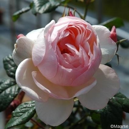 Rose-Heritage-Englische-Rosen-1