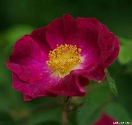 Rose Violacea, Rose La Belle Sultane_1