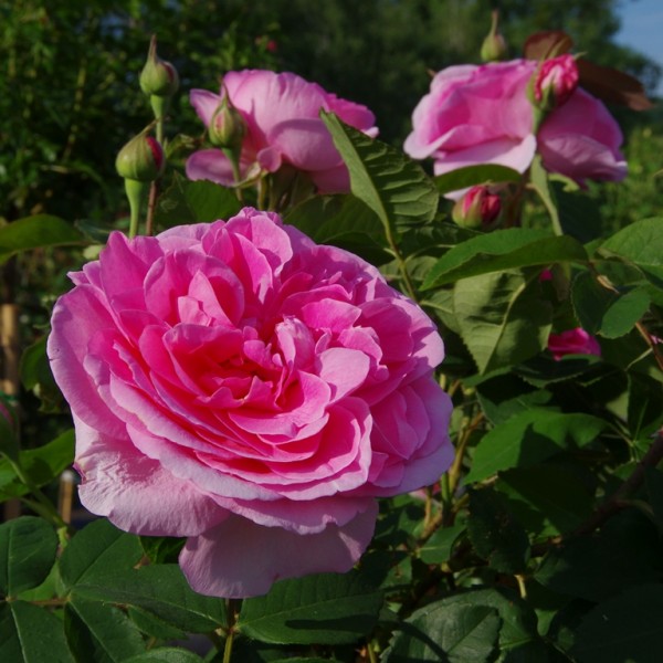 Rose-Gertrude-Jekyll-Englische-Rosen-8