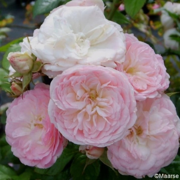 Rose Bouquet Parfait_Strauchrosen_1