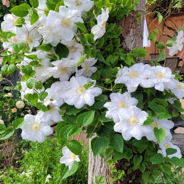 Clematis hyb. Mme le Coultre