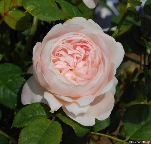 Rose-Queen-of-Sweden-Strauchrosen-1