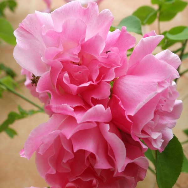 Rose_Mme Gregoire Staechelin_kletterrosen_2