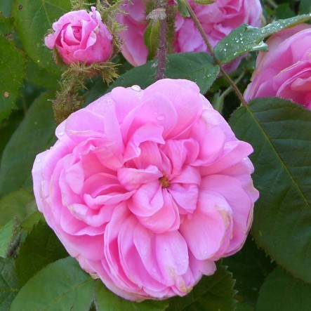 Rosa centifolia Muscosa_Rose Old Pink Moss_1