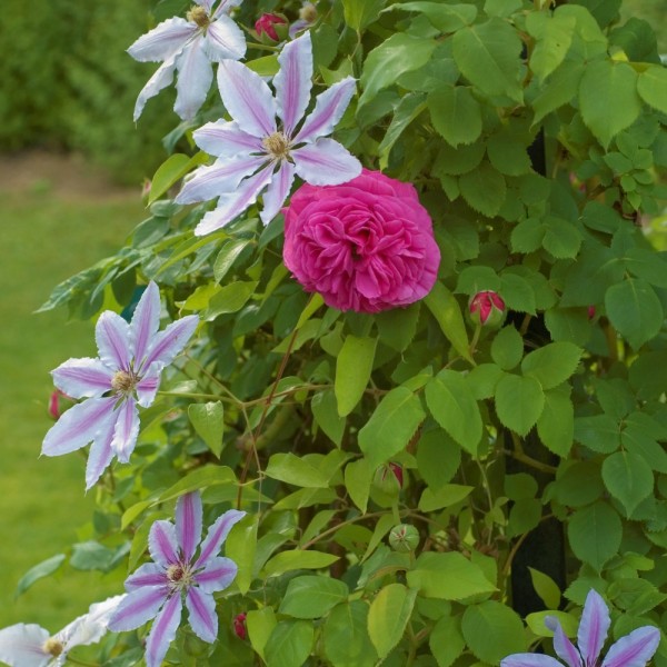 Clematis hyb. 'Nelly Moser'