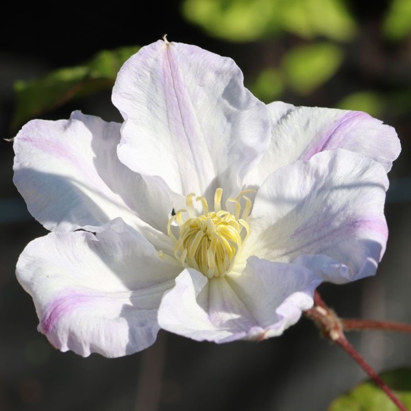 Clematis hyb. 'Veronica's Choice'