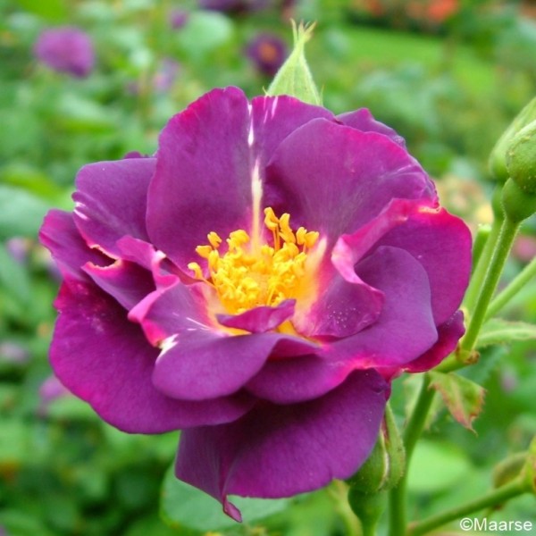 Rose-Rhapsody-in-Blue-Strauchrosen-2