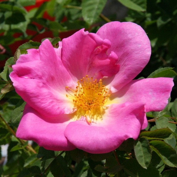 Rose-Marguerite-Hilling-Strauchrosen-2