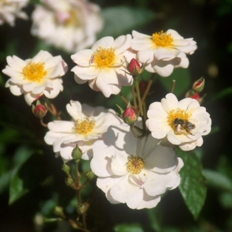 Rose Queen of the Musk_Rosa Moschata_1