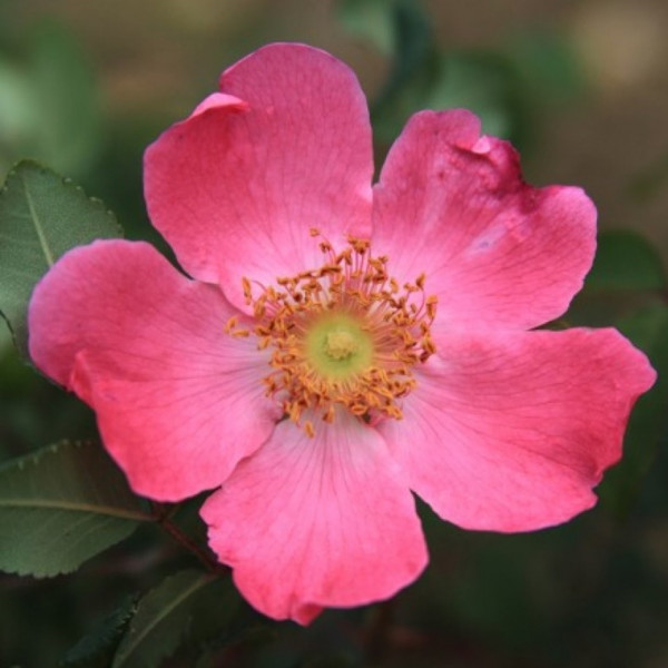 Rose Highdownensis