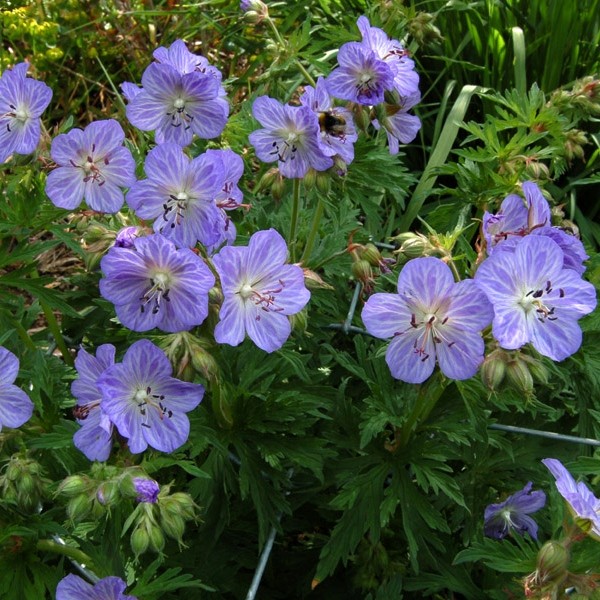 Geranium pratense Mrs Kendall Clark_korr