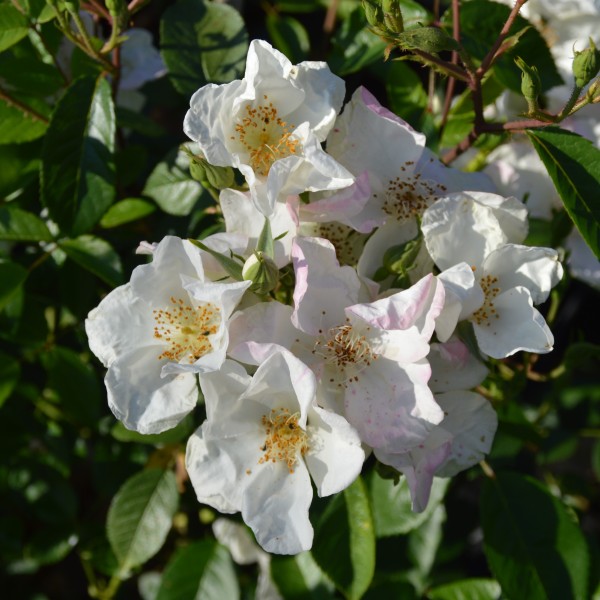 Clematis Rose