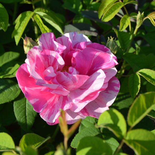 Rosa mundi (gallica versicolor)