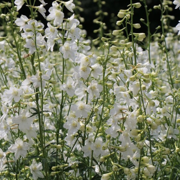 casa-blanca
