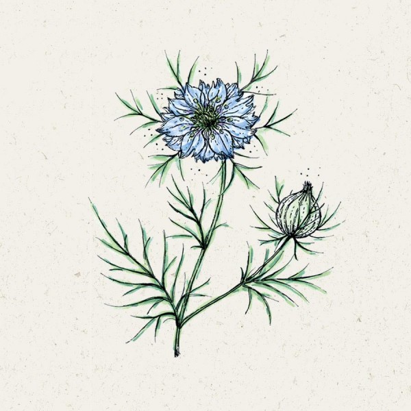 900x900_nigella_miss_jekyll