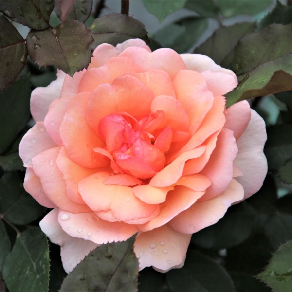 Rose-Belle-du-Seigneur-Edelrosen-4