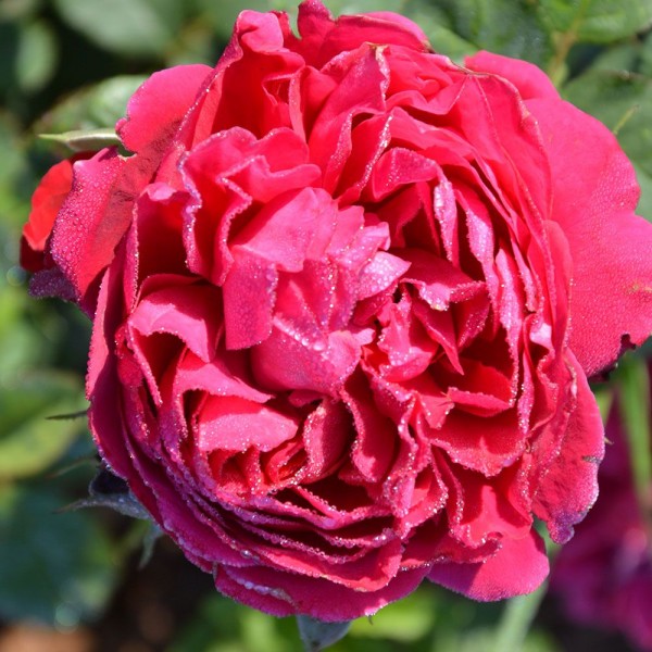Rose Bicentenaire de Guillot_Strauchrosen_1