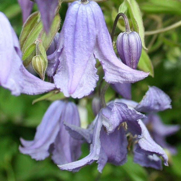 Clematis Blue Rain