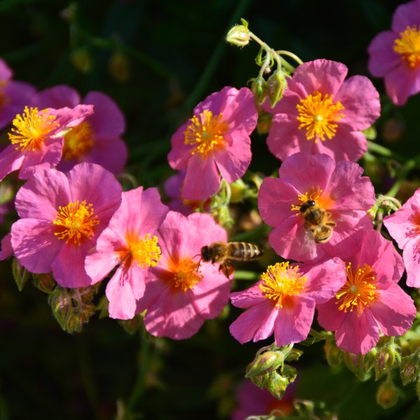 Helianthemum Hybr. Lawrensons Pink