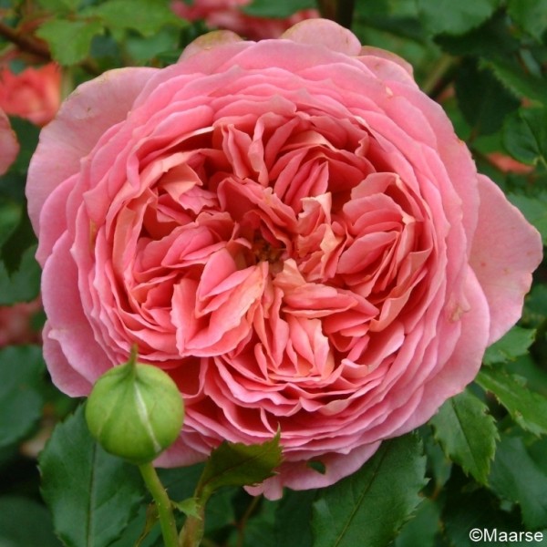 Rose-Jubilee-Celebration-1