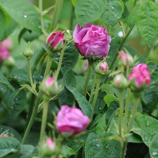 Rose des Maures_historische rosen_gallica rosen_2