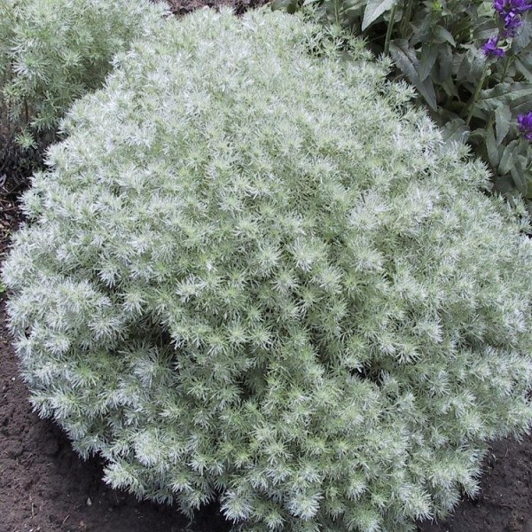 Artemisia schmidtiana ´Nana`