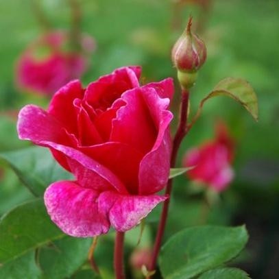 Sophys-Rose-Englische-Rosen-3