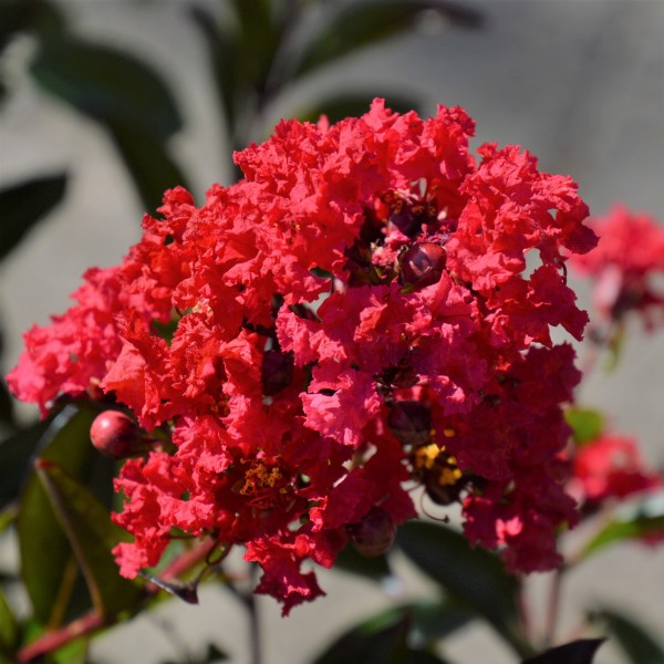 Lagerstroemia indica 'Enduring Summer Red'