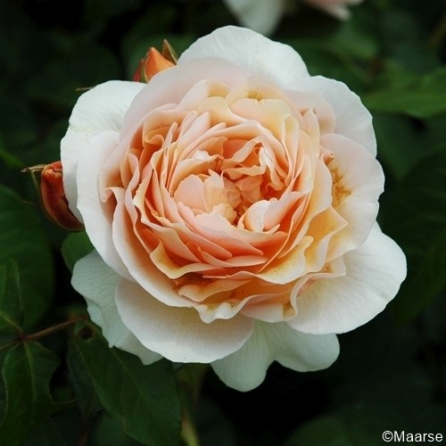 Rose-Sweet-Juliet-Englische-Rosen-1