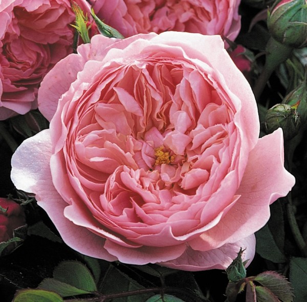 Rose-The-Alnwick-Rose-Englische-Rosen-1