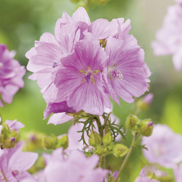 malve-malva-moschata-rosea