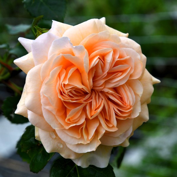 Apricot Blush