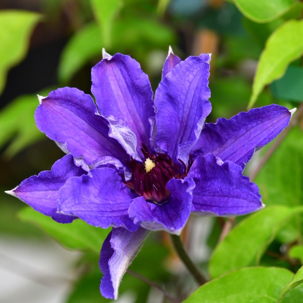 Clematis Königskind (2)