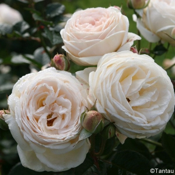 Rose Artemis_Strauchrosen_2