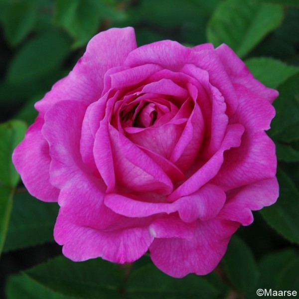 Rose Reine des Violettes_Remontant Rosen_2