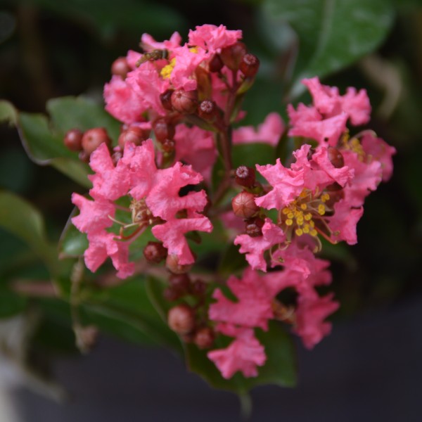 Lagerstroemia indica Coral Magic