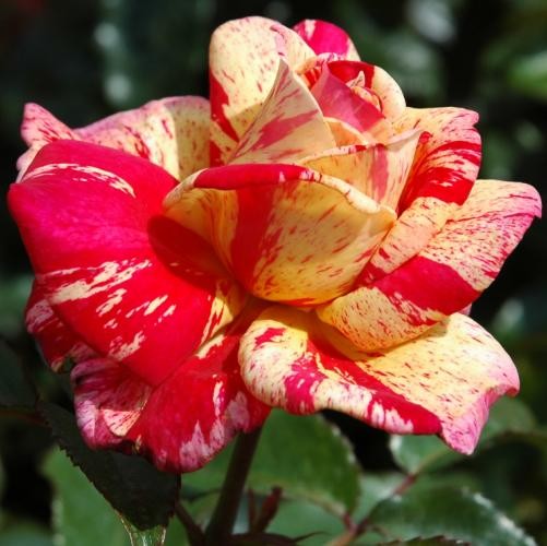 Rose-Broceliande-Edelrosen-3