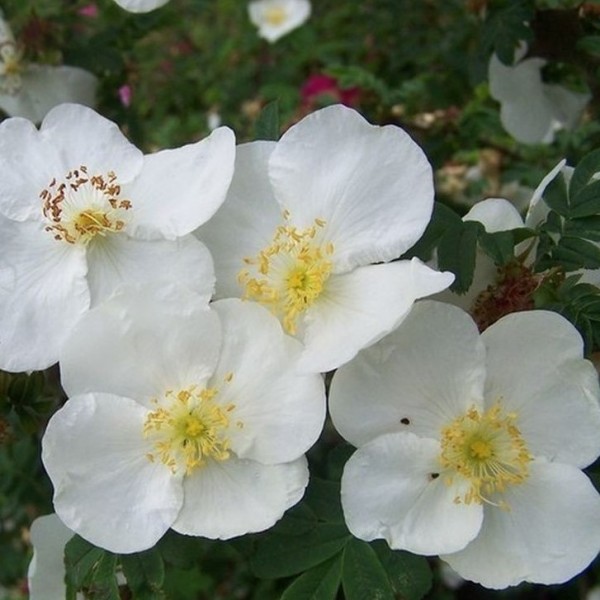 Rosa-omeiensis-Pteracantha-Strauchrosen-1