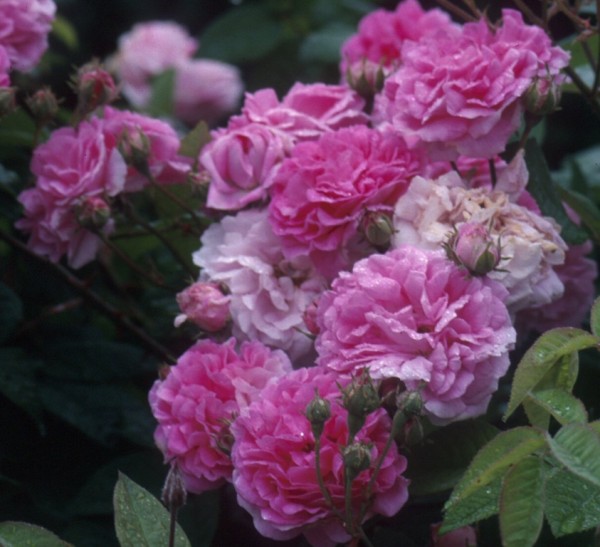 Rose-Marbled-Gallica-strauchrosen-1