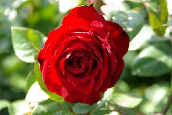 Rose Crimson Cascade_Strauchrosen_1