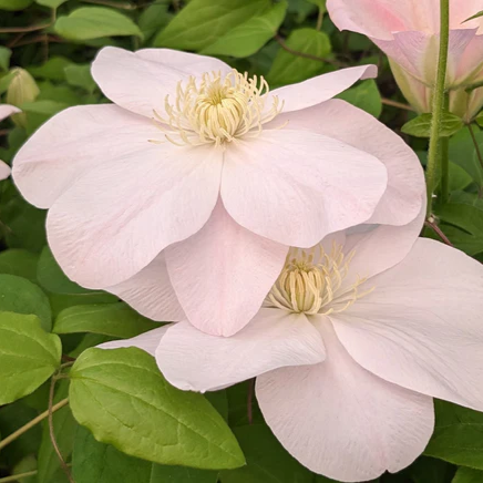 Clematis Jeanne's Pink