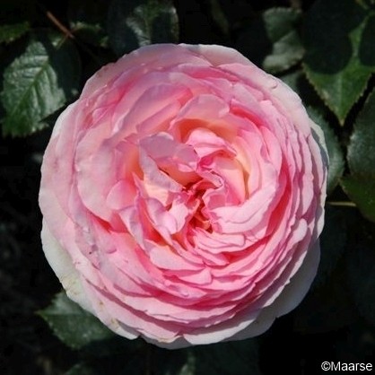 Rose_Eden Rose 85_Pierre de Rosard_2