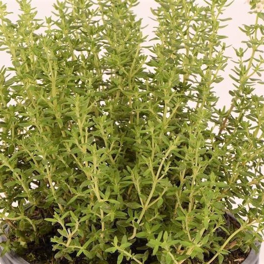 Thymus vulgaris Faustini