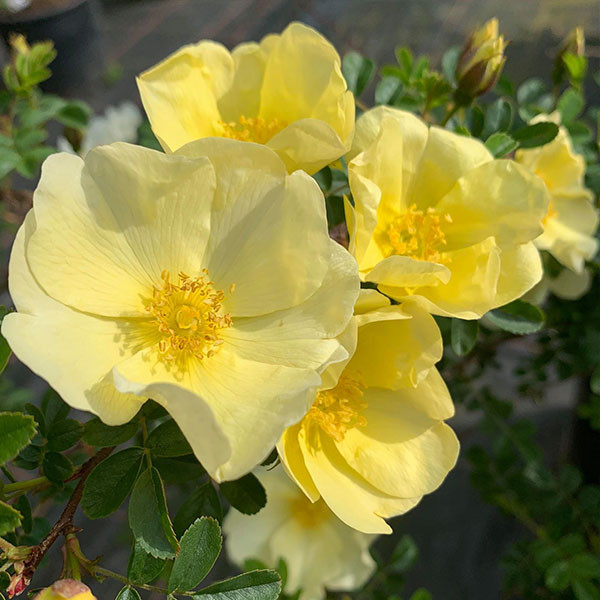 rosa-cantabridgiensis-3-species-rose